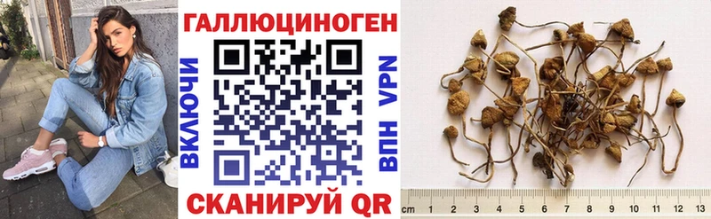 Галлюциногенные грибы Psilocybe  Купить где  Таруса 